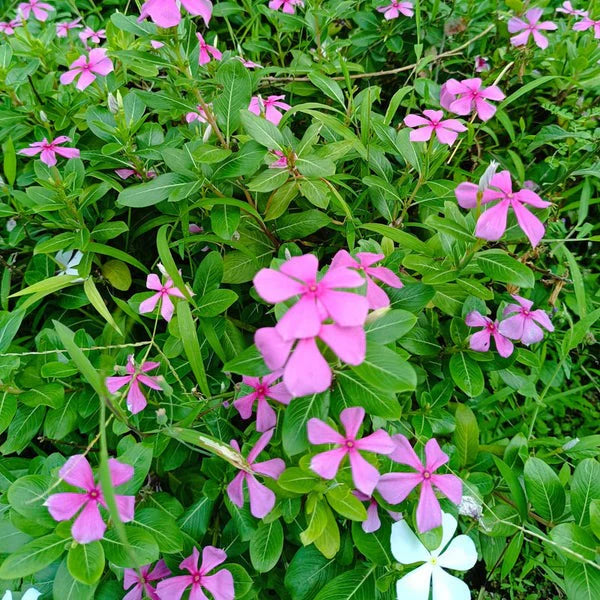Geranium